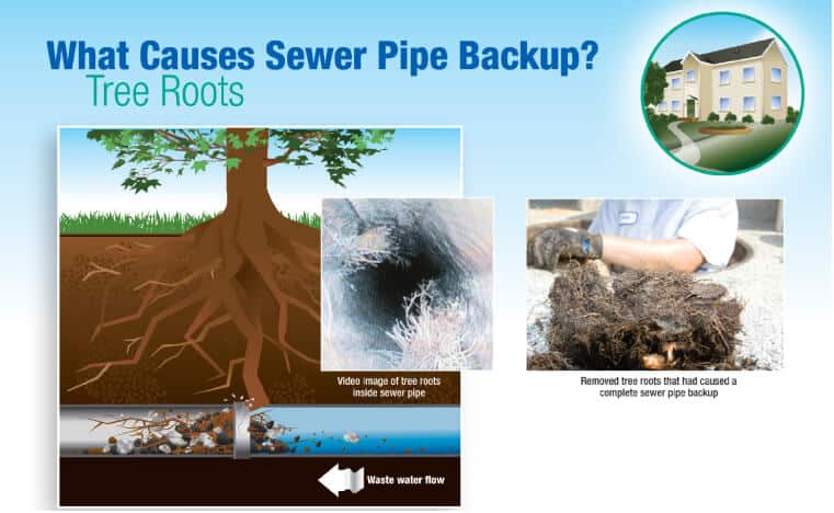 tree root causing pipe backup