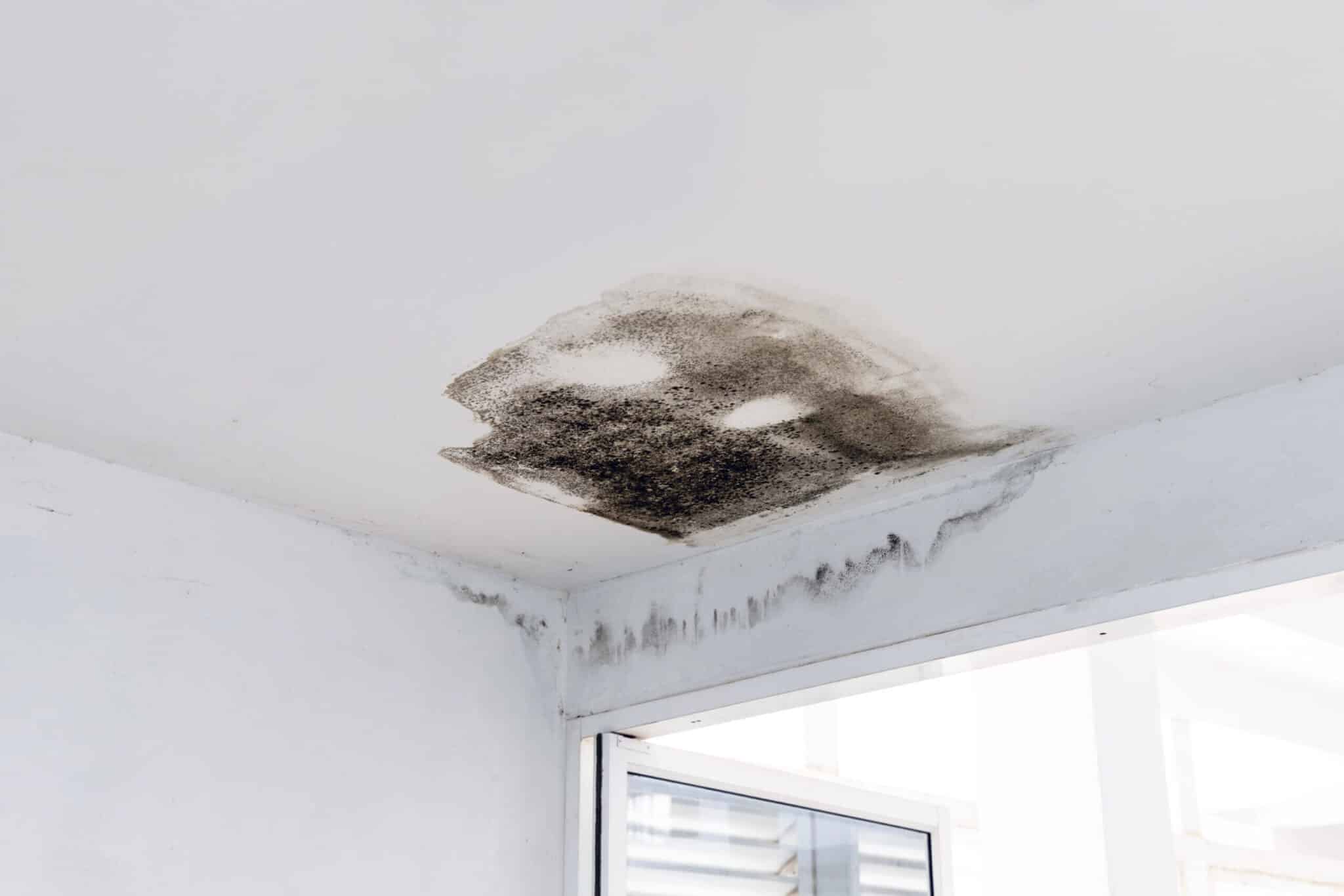 Ceiling panels with fungus in house from water pipes damaged or